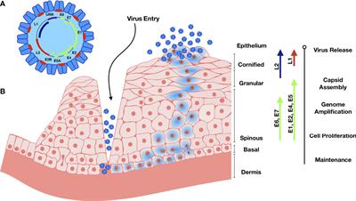 HPV and the Risk of HIV Acquisition in Women